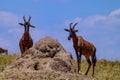 Pair of cute topi antelopes standing in a grassy wilderness under a pale blue sky on a sunny day Royalty Free Stock Photo