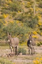 Pair of cute wild burros in the desert Royalty Free Stock Photo
