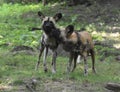 A pair of cute wild dogs playing with each other Royalty Free Stock Photo