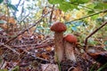 Pair of cute young Leccinum mushrooms among autumn grasses