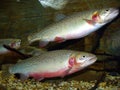 Pair of Cutthrout Trout