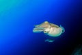 Pair of Cuttlefish Royalty Free Stock Photo