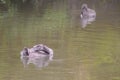 A pair of cygnets or young swans swim in a canal and one grooms itself. Selective focus Royalty Free Stock Photo