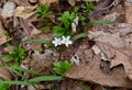 A pair of dainty white and pink spring beauty flowers emerging from the forest floor. Royalty Free Stock Photo