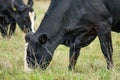 Pair of dairy cows seen eating grass in an English pasture.