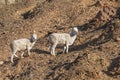 Pair of Dall Sheep Ewe