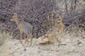 Pair of Damara dik-dik in savannah, Etosha