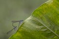 A pair of damselfy, Zygoptera Royalty Free Stock Photo