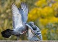 Pair of dancing rock pigeons against the blurred yellow background Royalty Free Stock Photo