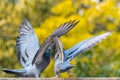 Pair of dancing rock pigeons against the blurred yellow background Royalty Free Stock Photo