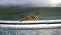 pair of dangerous insect wasp flew for water on a metal bucket in the garden and with fighting