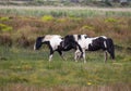 Pair of Dark Brown and White Horses Grazing in Meadow Royalty Free Stock Photo