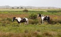 Pair of Dark Brown and White Horses Grazing in Meadow Royalty Free Stock Photo
