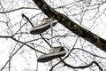 Old sports shoes hanging in a plane tree Royalty Free Stock Photo