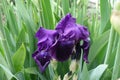Pair of dark purple flowers of Iris germanica Royalty Free Stock Photo