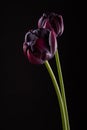 Pair dark purple tulips in backlight on black background