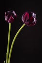 Pair dark purple tulips in backlight on black background