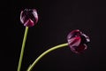 Pair dark purple tulips in backlight on black background