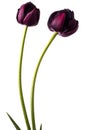 Pair dark purple tulips isolated on white background