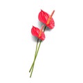 Pair of Dark red Anthurium/ Flamingo flowers isolated on white background