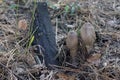 A pair of dark young parasol mushroom with a distinctive ovoid u