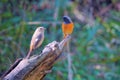 A pair of Daurian Redstart