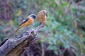 A pair of Daurian Redstart