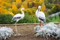 A pair of decorative white storks in the garden and an autumn forest Royalty Free Stock Photo