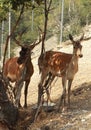 A pair of deer stand in the shade under a tree