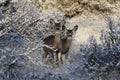 Pair of Deer in a Winter Forest Royalty Free Stock Photo