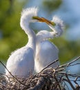 Pair of delicate, juvenile great egrets playing in nest