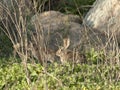 Two Desert Cottontail Rabbits Sylvilagus audubonii in the Meadow