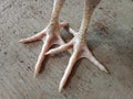 A pair of dirty white young chicken feet Royalty Free Stock Photo