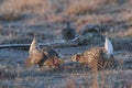 Pair of displaying Sharp-Tailed Grouse, Tympanuchus phasianellus Royalty Free Stock Photo