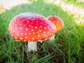 Fly Agaric toadstool pair in a grassy meadow Royalty Free Stock Photo