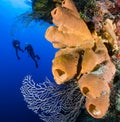 A pair of divers on a deep, colorful coral reef