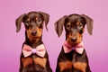 Pair of Dobermann dogs with bowties on pastel violet background