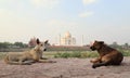 A pair of dog sitting at the backside of Taj Mahal Royalty Free Stock Photo