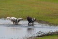 Pair of dogs playing in a puddle near the shore of a lake Royalty Free Stock Photo