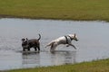 A pair of dogs playing in a puddle near the shore of a lake Royalty Free Stock Photo