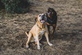 Pair of dogs, a Rottweiler and a Uruguayan cimarron breed getting ready to go hunting in the woods Royalty Free Stock Photo