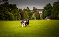 Pair of dogs running in field