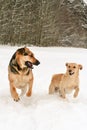 Pair of dogs running in snow Royalty Free Stock Photo