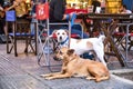 Pair of dogs waiting on the outside table of a restaurant. Spring, new normality