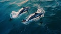 A pair of dolphins are adorable mammals in the wild. Two bottlenose dolphins jump out of the water hunting fish in the Royalty Free Stock Photo