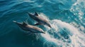 A pair of dolphins are adorable mammals in the wild. Two bottlenose dolphins jump out of the water hunting fish in the Royalty Free Stock Photo