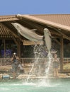 A Pair of Dolphins Breach for Photographers at Dolphinaris, Ariz