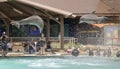 A Pair of Dolphins Breach for Photographers at Dolphinaris, Ariz