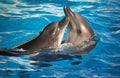 Pair of dolphins dancing Royalty Free Stock Photo