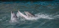 Pair of dolphins dancing in blue water Royalty Free Stock Photo